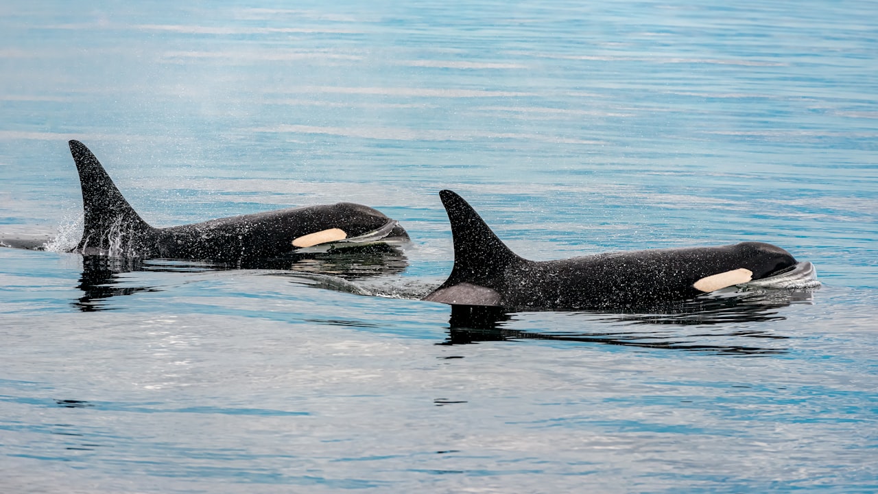 Uwell Cravat Pod System Kit: Ultimate User Guide